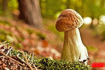 華蓋局的女人命運如何？華蓋的女人命運好嗎？