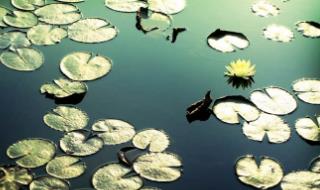 人格魅力的唯美句子