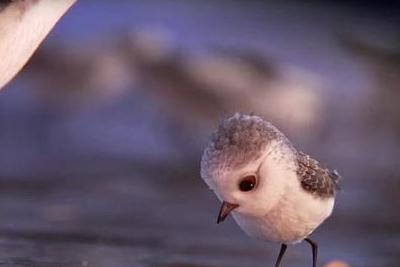 piper動畫片故事梗概 piper動畫片講述什么意思