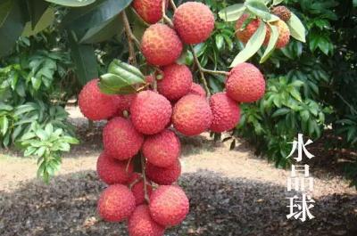 廣州有哪些特色水果特產(chǎn)?介紹一下吧