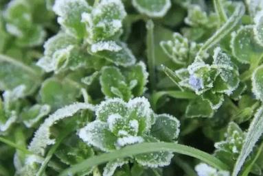 寒潮等級及劃分標準