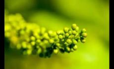 sergeant是什么意思 sergeant的音標及意思