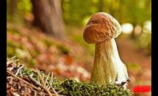 華蓋局的女人命運(yùn)如何？華蓋的女人命運(yùn)好嗎？