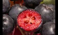 黑果花楸飲料的功效 不老莓黑果花楸的功效與作用