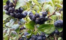 黑果花楸是什么植物?富含花青素/集食用/藥用價(jià)值的珍貴樹(shù)種