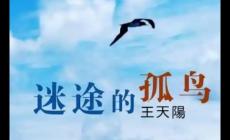 迷途的孤鳥(niǎo)歌詞 迷途的孤鳥(niǎo)歌詞完整版及表達(dá)的情感
