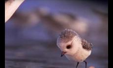 piper動畫片故事梗概 piper動畫片講述什么意思