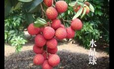 廣州有哪些特色水果特產？介紹一下吧