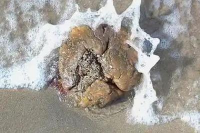 龍涎香是啥 龍涎香是什么東西啊