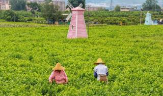 元江茉莉花茶的創始人背景是誰