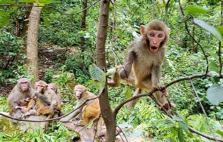 黔靈山公園獼猴