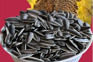 炒瓜子對人體有危害嗎 炒瓜子對身體有害嗎