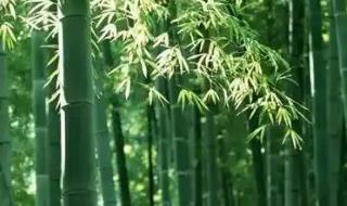 竹子的生長(zhǎng)速度快嗎 竹子生長(zhǎng)速度有多快