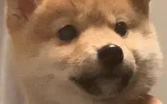 沖三小是什么意思 臺灣人罵沖三小是什么意思