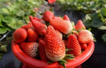 丹東草莓每年幾月份有 草莓每年幾月份有