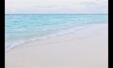 衣錦還鄉打一個動物（衣錦還鄉是什么動物）