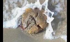 龍涎香是啥 龍涎香是什么東西啊