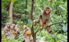 貴陽旅游：黔靈山公園游玩攻略游玩時間