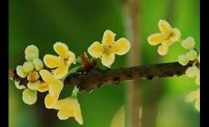 用莫非造句子三年級(jí)簡短(精選36句)