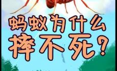 螞蟻從高處掉下來為什么摔不死（為什么螞蟻摔不死）