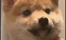 沖三小是什么意思 臺(tái)灣人罵沖三小是什么意思