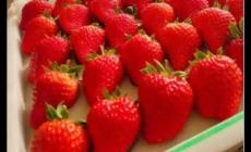 12月份的草莓是反季節(jié)嗎