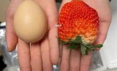 丹東草莓竟然比雞蛋還大 丹東草莓為何超大