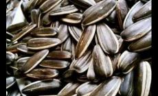 干炒的瓜子吃了上火嗎？干炒的瓜子吃了上火嗎怎么辦？