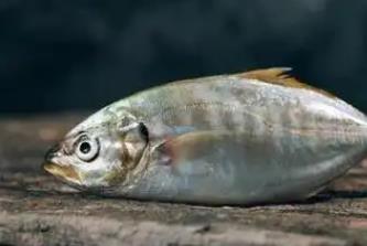 痛風最怕三種魚是哪三種魚？