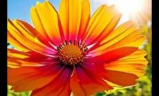 外陰一粒一粒像脂肪粒一樣怎么辦？