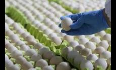 免費雞蛋變萬元賬單背后