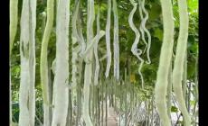 蛇豆育苗嗜籽是怎么個(gè)意思