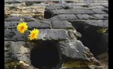 山東滕縣保衛戰師長是誰 山東滕縣保衛戰師長是誰啊