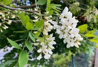 洋槐花一般在幾月份盛開?