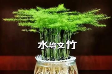 文竹可以水培嗎 文竹可以水培嗎怎么水培方法