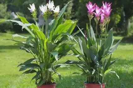 姜荷花不能隨便養(yǎng)嗎 姜荷花適合家里養(yǎng)嗎