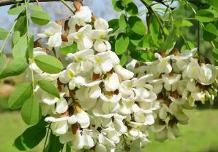 槐花樹一般長在哪個地方 槐花樹一般長在哪個地方呢