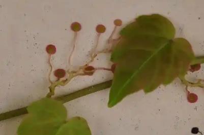 爬山虎的腳有多可怕 爬山虎的腳到底長什么樣
