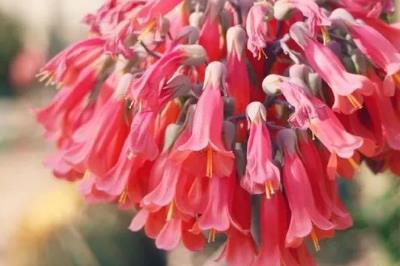 落地生根開什么樣的花 落地生根開什么樣的花啊