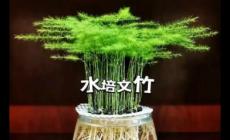 文竹可以水培嗎 文竹可以水培嗎怎么水培方法