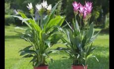 姜荷花不能隨便養嗎 姜荷花適合家里養嗎