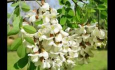 槐花樹一般長在哪個地方 槐花樹一般長在哪個地方呢