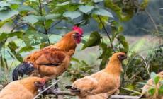 農(nóng)村養(yǎng)土雞怎么養(yǎng) 農(nóng)村養(yǎng)土雞方法有哪些