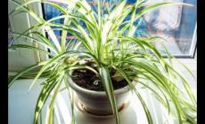 吊蘭放在家里吉祥嗎 吊蘭不進宅的原因