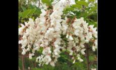 洋槐花長什么樣子 洋槐花長什么樣子圖片