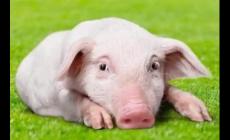 七九一起二在上是什么生肖正確答案？七九一起二在上猜生肖