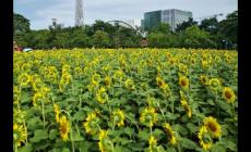 向日葵幾月份開(kāi)花? 向日葵幾月份開(kāi)花的