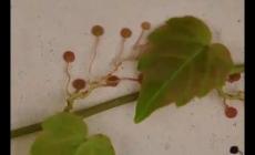 爬山虎的腳有多可怕 爬山虎的腳到底長什么樣