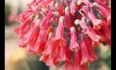 落地生根開什么樣的花 落地生根開什么樣的花啊