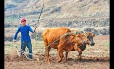 三月老牛遍地走啥意思 屬牛人命運解析